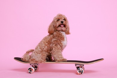 Photo of Cute Maltipoo dog on skateboard against pink background