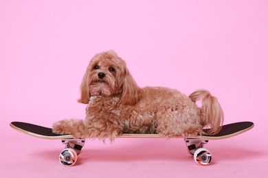 Photo of Cute Maltipoo dog on skateboard against pink background