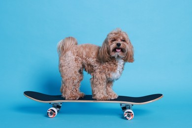 Photo of Cute Maltipoo dog on skateboard against light blue background