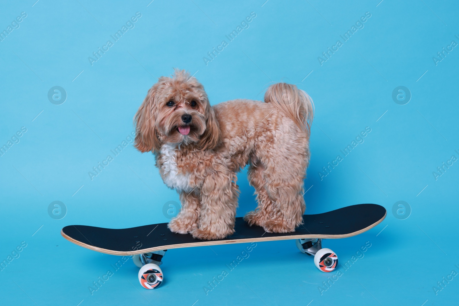 Photo of Cute Maltipoo dog on skateboard against light blue background