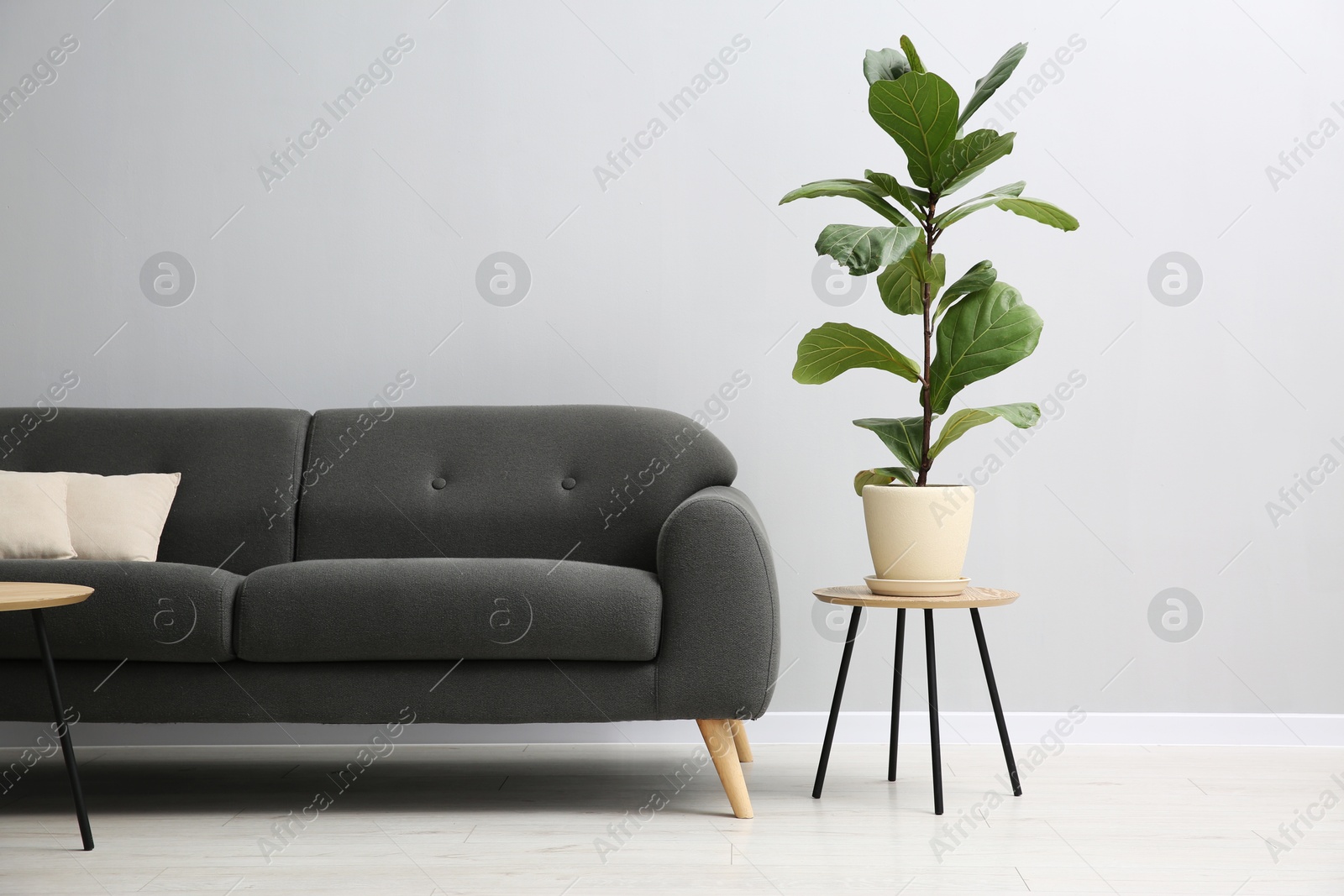 Photo of Comfortable sofa, table and houseplant near grey wall in room