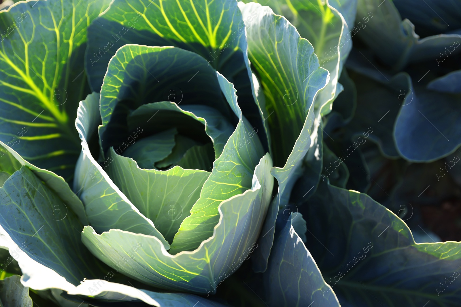 Photo of Green cabbage growing in field on sunny day, closeup