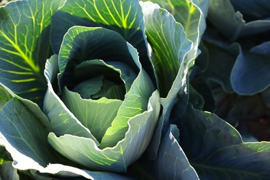 Photo of Green cabbage growing in field on sunny day, closeup