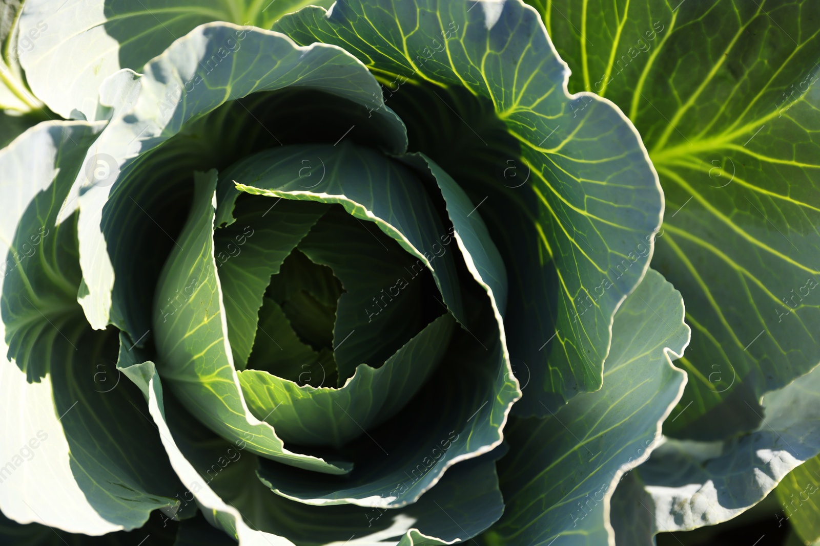 Photo of Green cabbage growing in field on sunny day, closeup