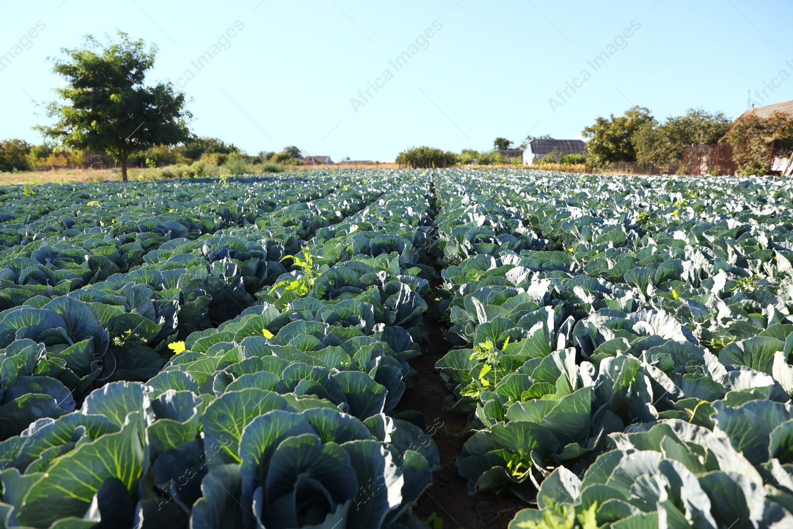 Photo of Green cabbages growing in field on sunny day