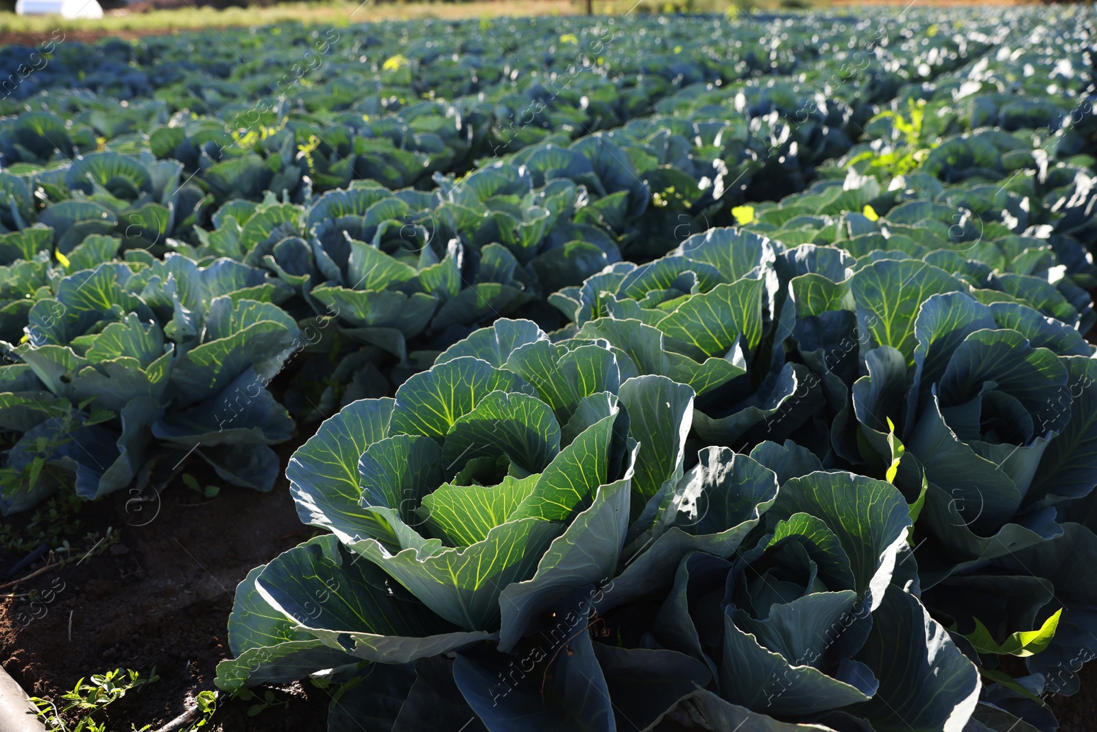 Photo of Green cabbages growing in field on sunny day