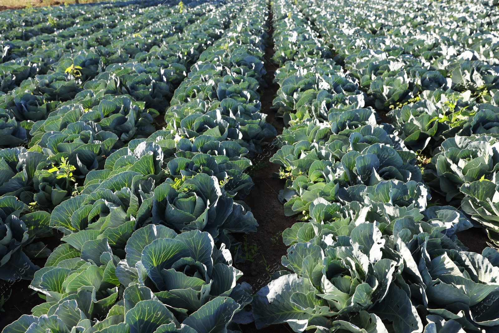 Photo of Green cabbages growing in field on sunny day