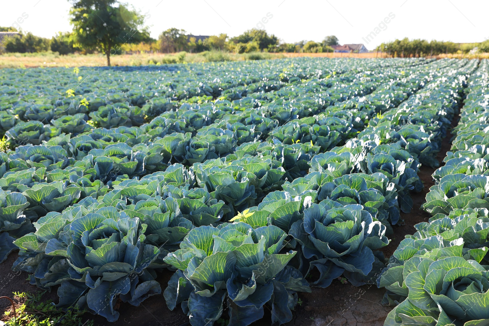 Photo of Green cabbages growing in field on sunny day