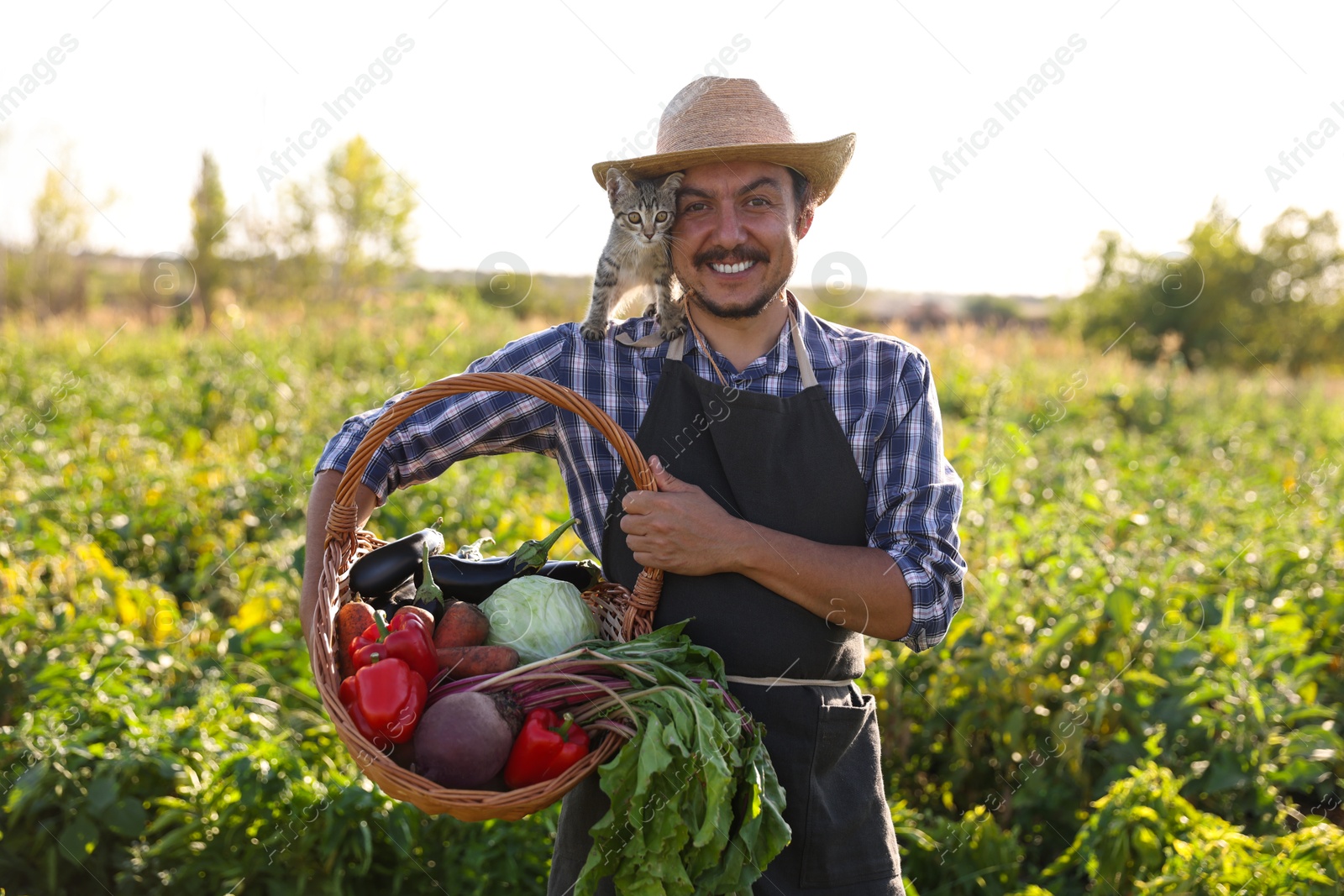 Photo of Harvesting season. Farmer holding wicker basket with fresh vegetables in field on sunny day