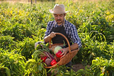 Harvesting season. Farmer holding wicker basket with fresh vegetables in field on sunny day