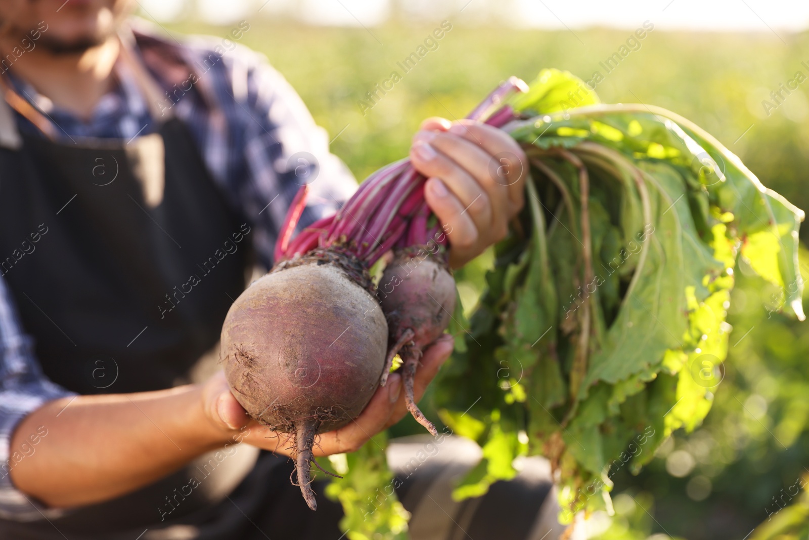 Photo of Farmer harvesting ripe beetroots in field on sunny day, closeup