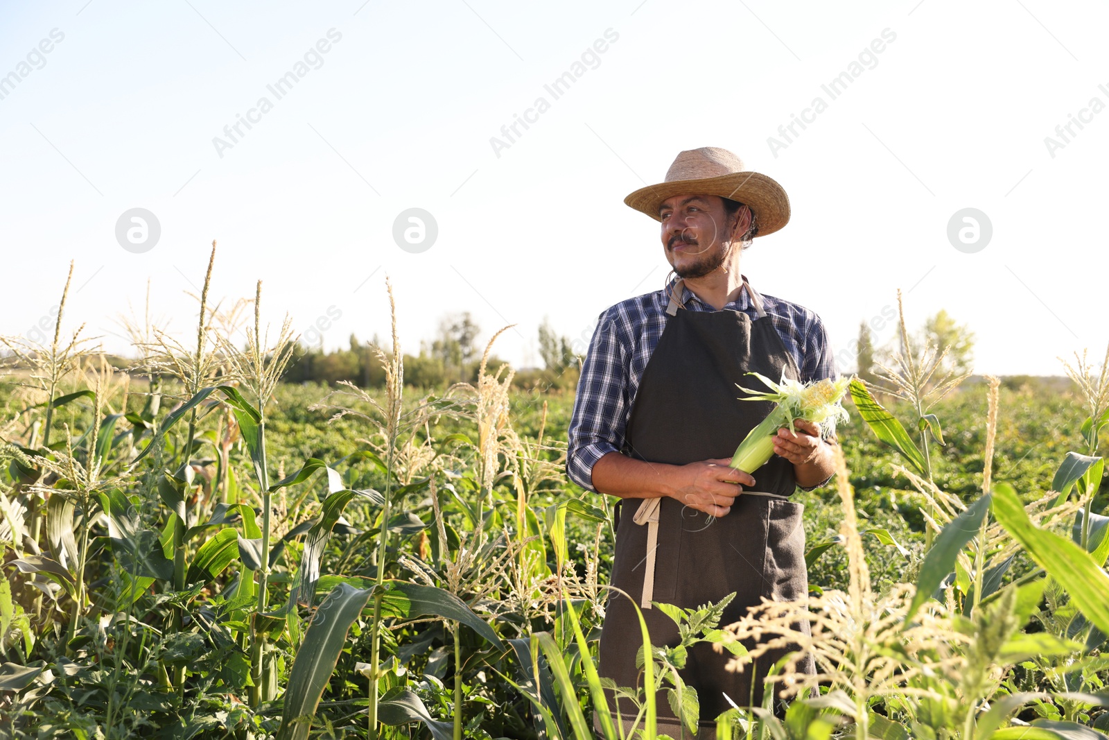 Photo of Farmer harvesting fresh ripe corn in field on sunny day