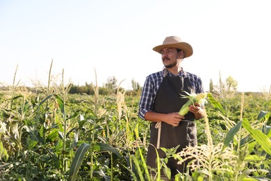 Farmer harvesting fresh ripe corn in field on sunny day