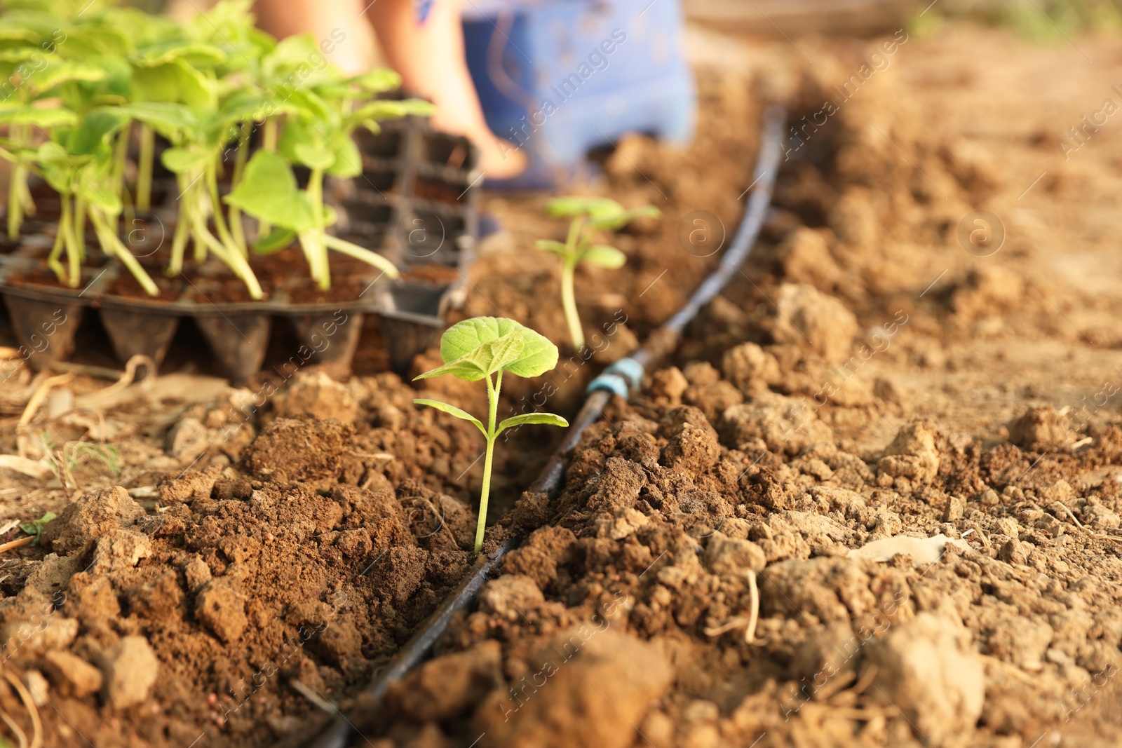 Photo of Beautiful young seedlings growing in ground outdoors, closeup