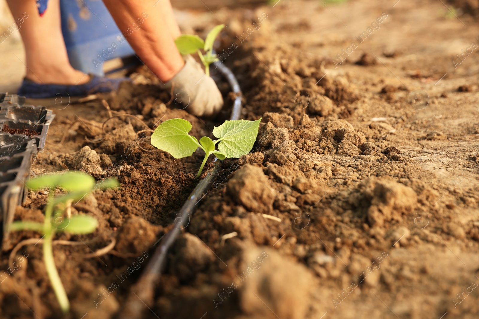 Photo of Woman planting seedling into soil outdoors, closeup