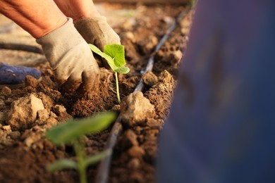 Photo of Woman planting seedling into soil outdoors, closeup