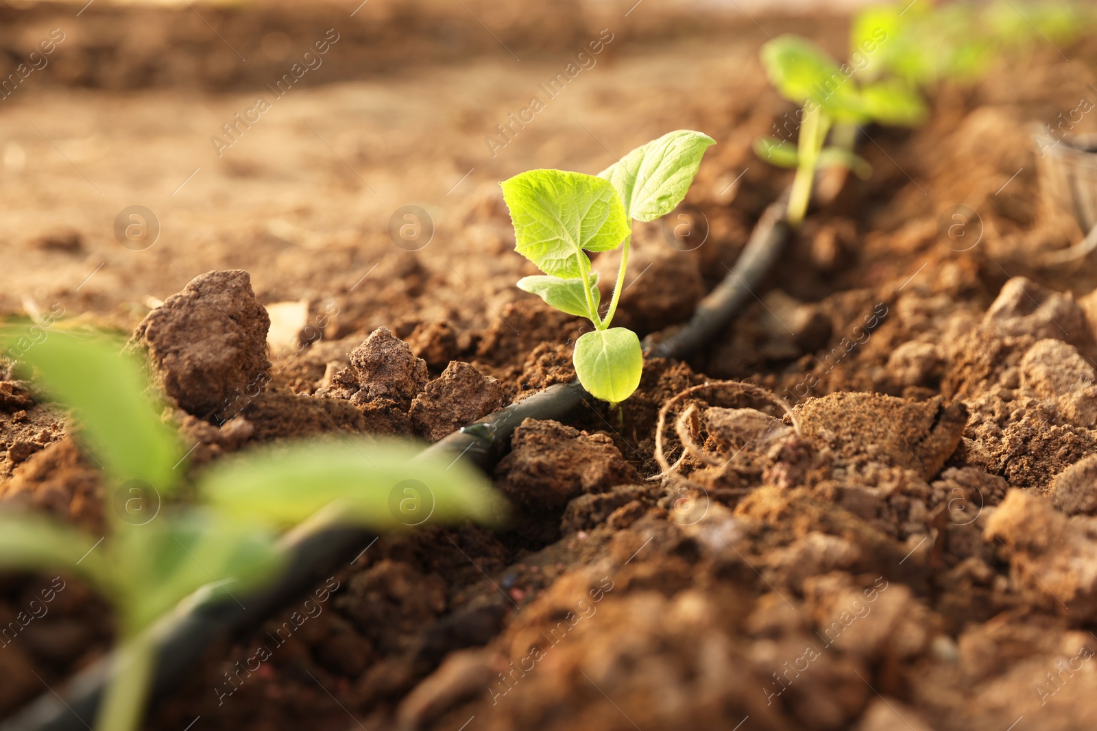 Photo of Beautiful young seedlings growing in ground outdoors, closeup