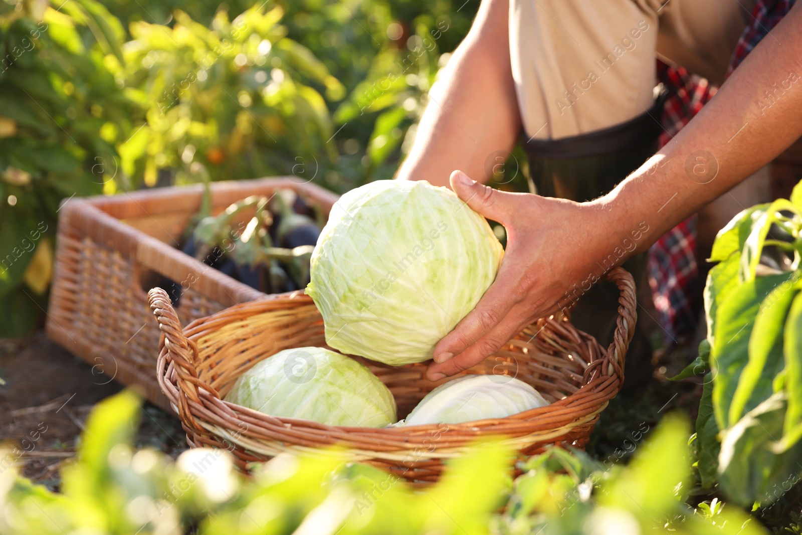 Photo of Farmer harvesting ripe cabbages in field on sunny day, closeup