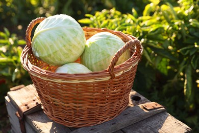 Photo of Harvesting season. Fresh cabbages in wicker basket on wooden crate outdoors