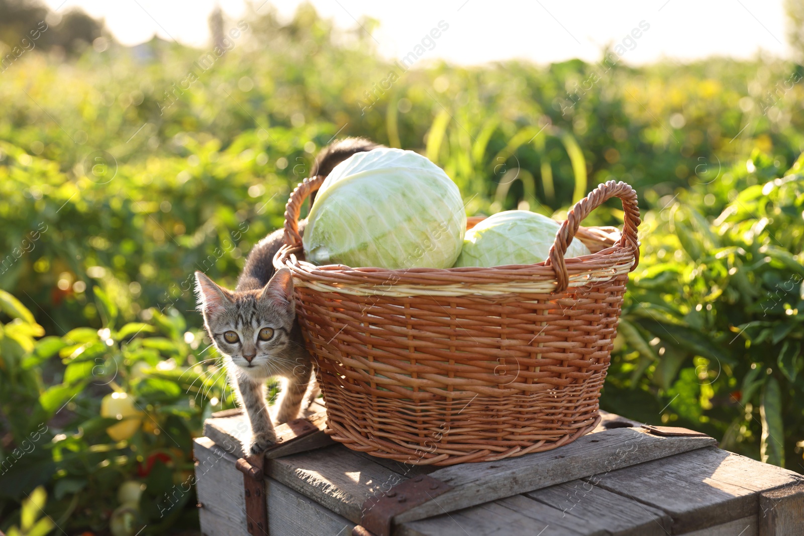 Photo of Harvesting season. Fluffy kitten and fresh cabbages on wooden crate outdoors