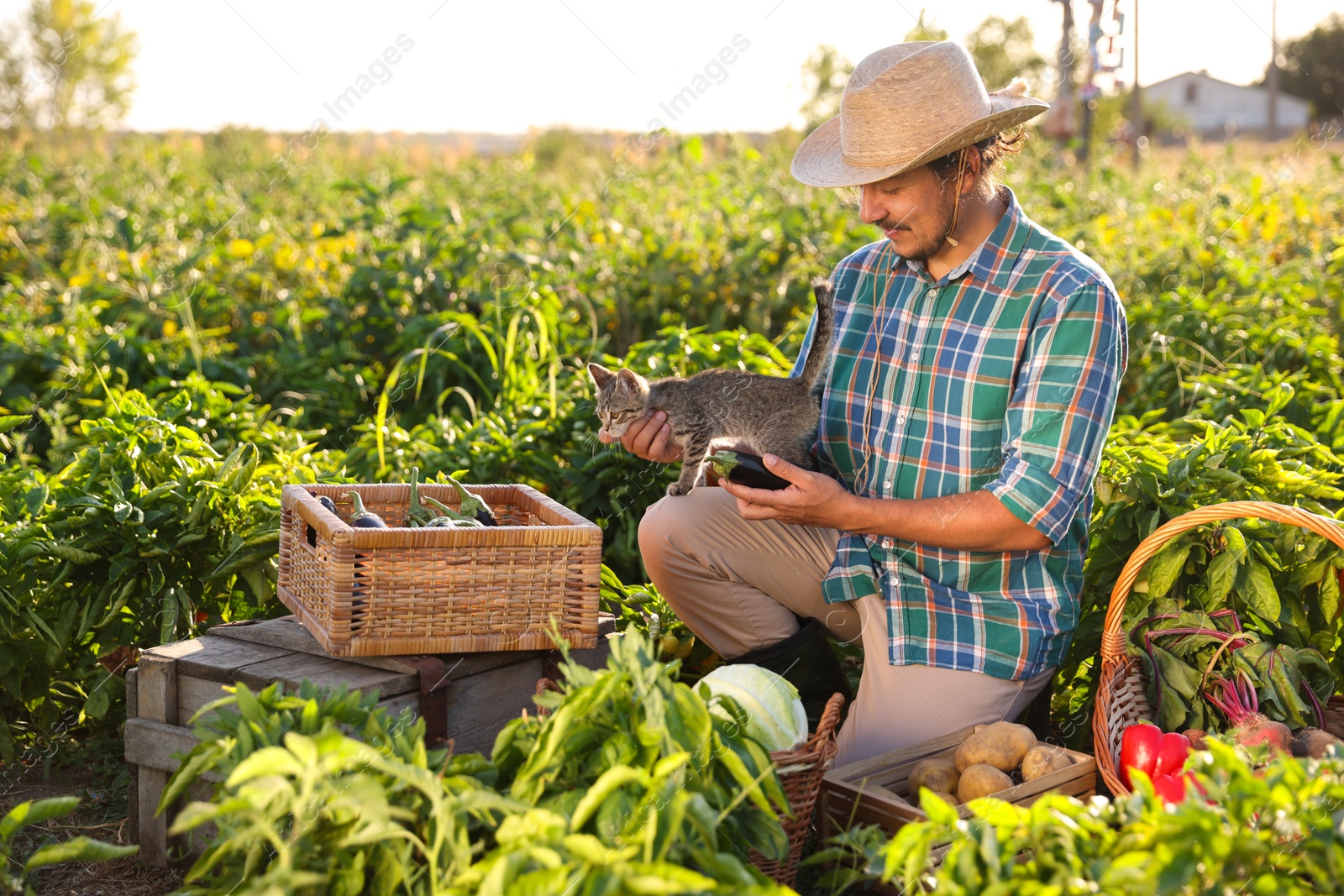 Photo of Farmer with kitten harvesting different ripe vegetables in field on sunny day