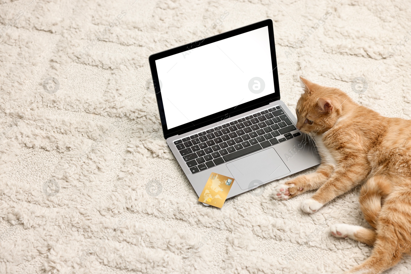 Photo of Online pet shop. Cute cat, laptop and credit card on rug indoors, space for text