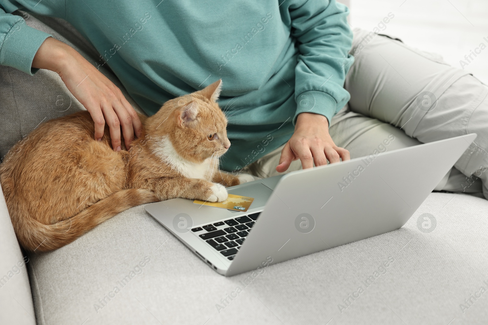 Photo of Online pet shop. Woman with laptop, credit card and cute cat making order on sofa at home, closeup