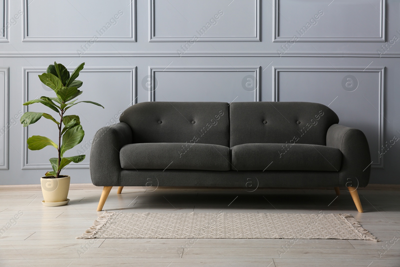 Photo of Stylish sofa and green plant near grey wall