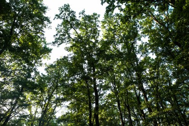 Photo of Beautiful trees with green leaves in forest, bottom view