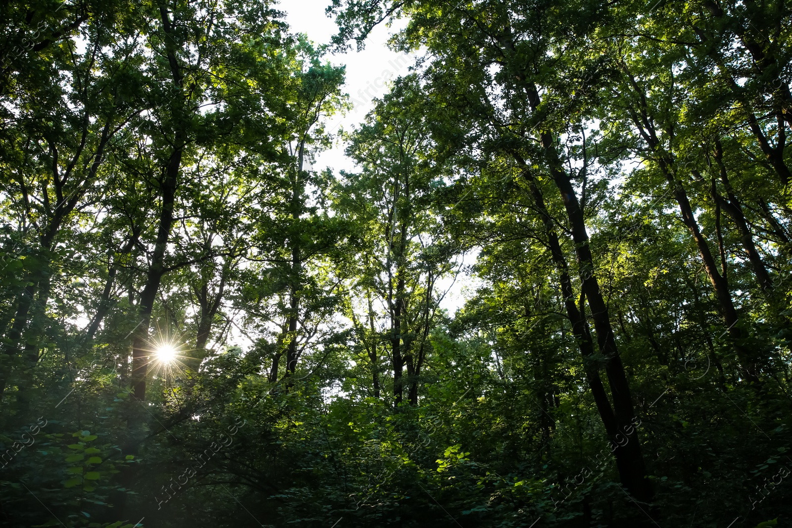 Photo of Beautiful trees with green leaves in forest, low angle view