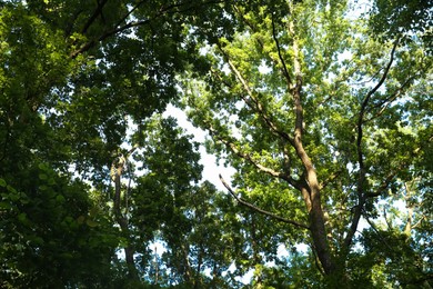 Photo of Beautiful trees with green leaves in forest, low angle view