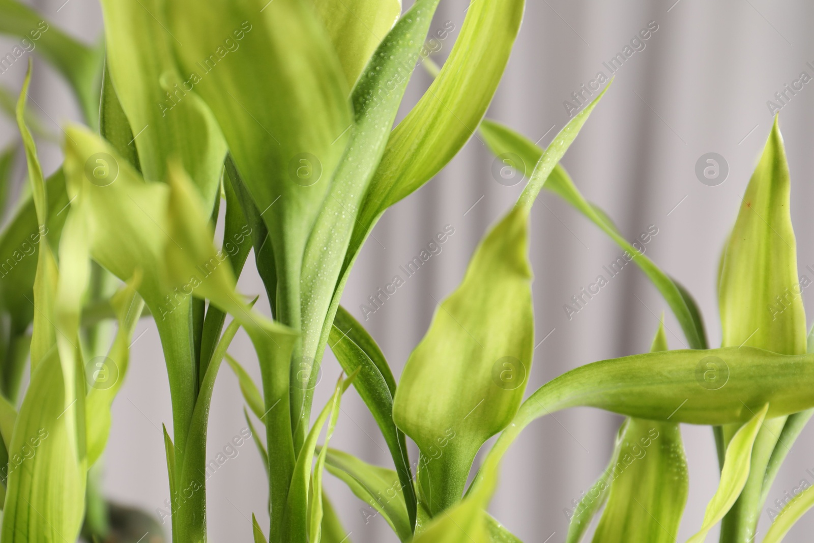 Photo of Beautiful decorative green bamboo plant indoors, closeup