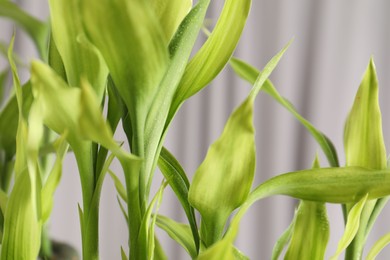 Beautiful decorative green bamboo plant indoors, closeup