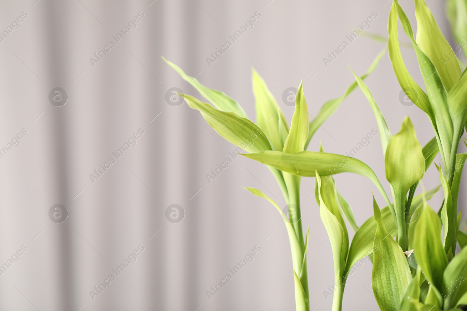 Photo of Beautiful decorative bamboo plant indoors, closeup. Space for text