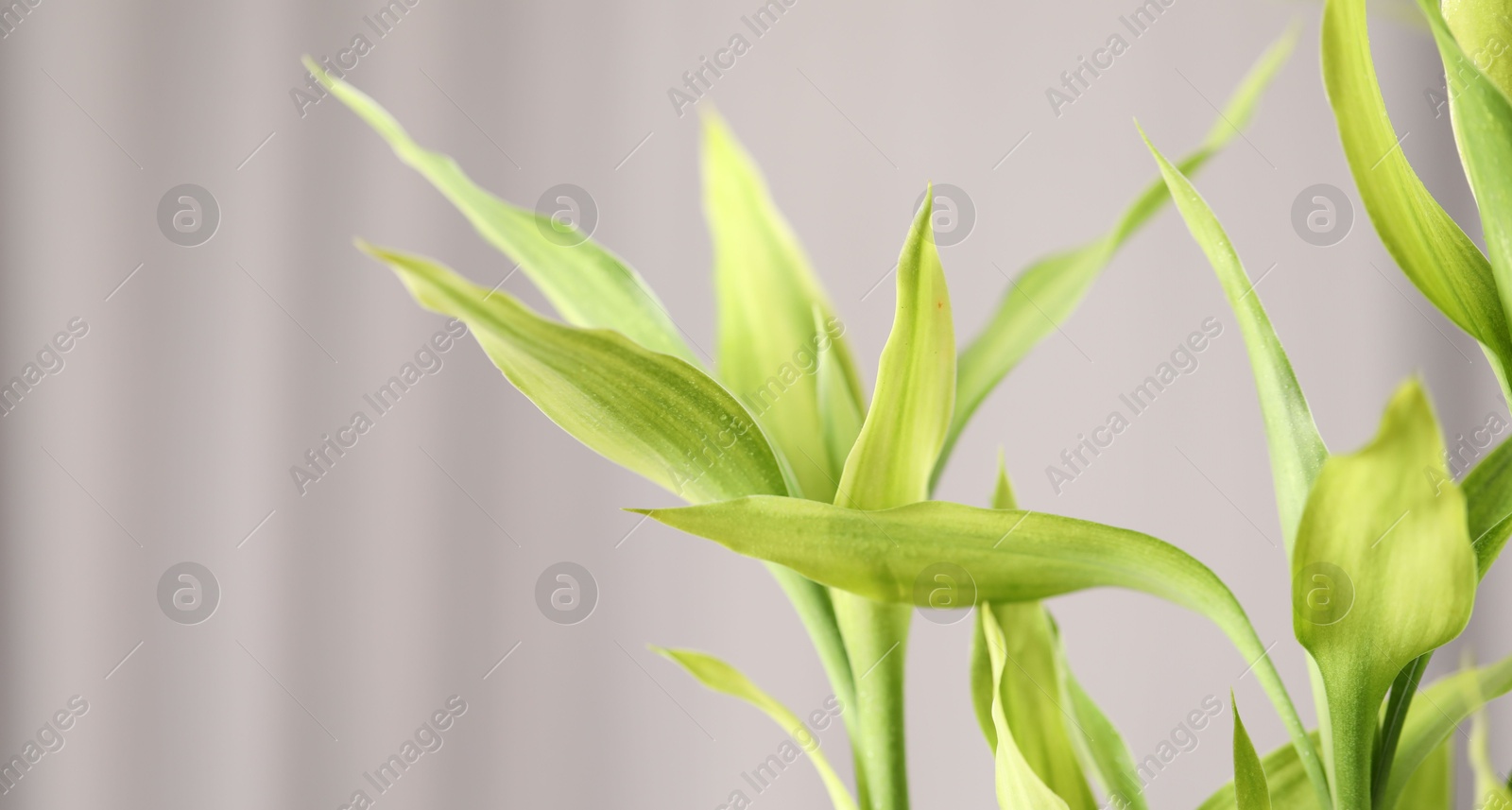 Photo of Beautiful decorative bamboo plant indoors, closeup. Space for text