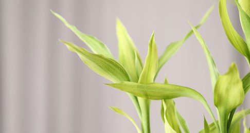 Beautiful decorative bamboo plant indoors, closeup. Space for text