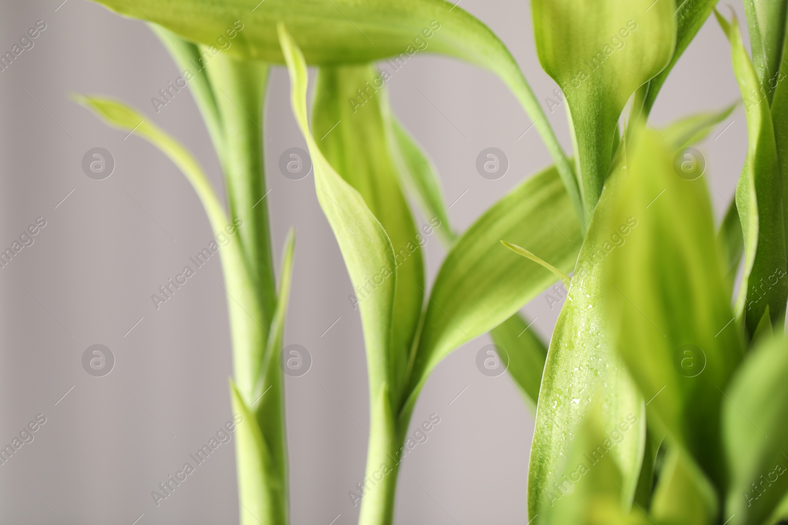 Photo of Beautiful decorative green bamboo plant indoors, closeup