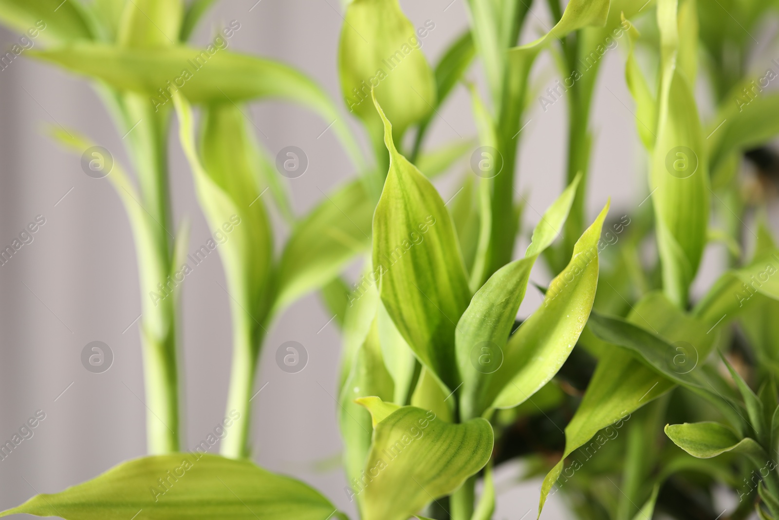 Photo of Beautiful decorative green bamboo plant indoors, closeup