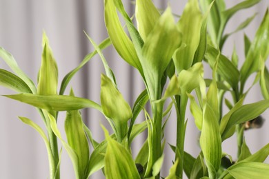 Photo of Beautiful decorative green bamboo plant indoors, closeup