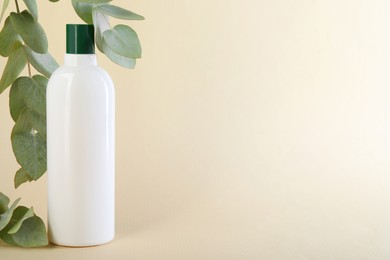 Shampoo in bottle and green eucalyptus leaves on beige background, space for text