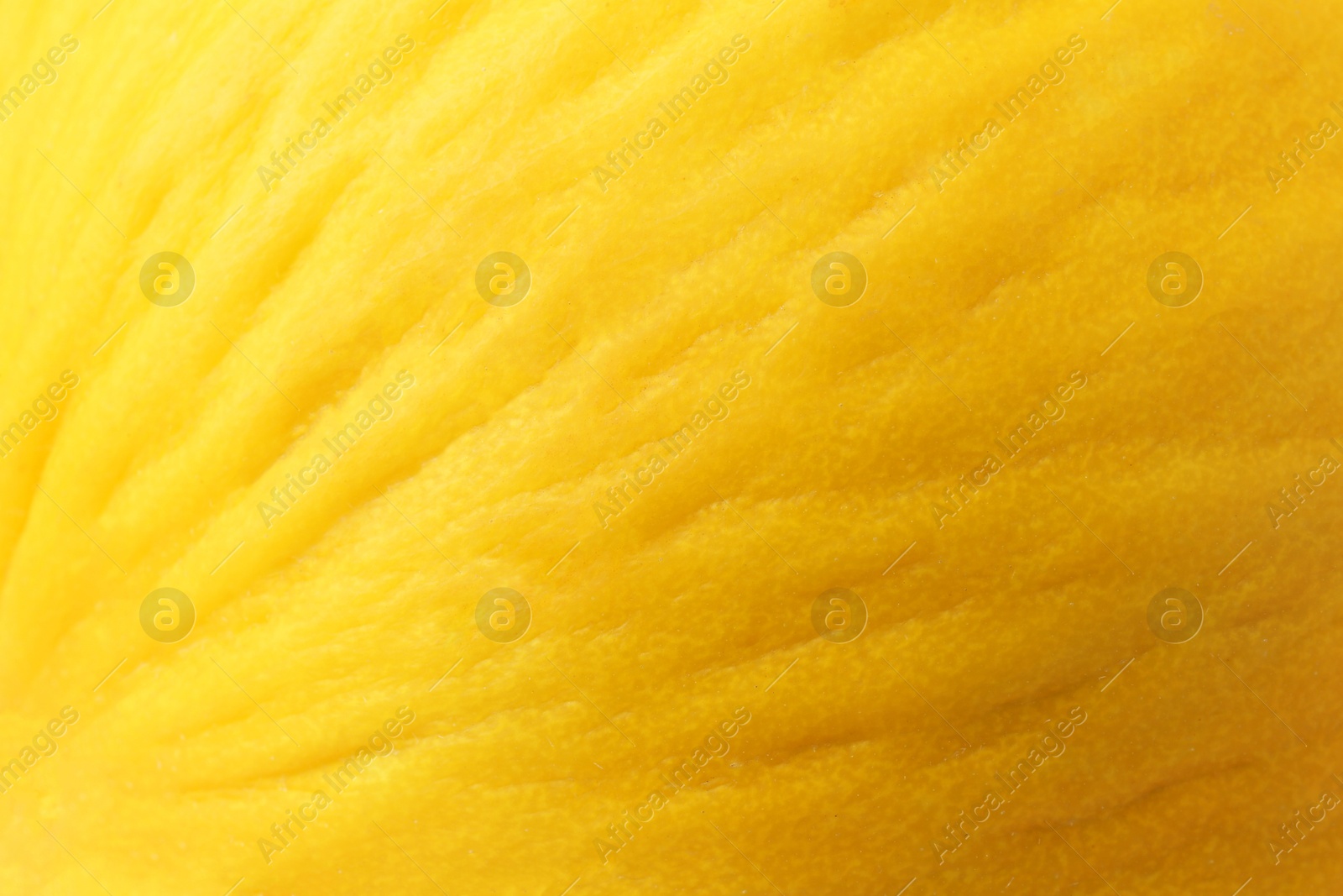 Photo of One whole ripe melon as background, closeup