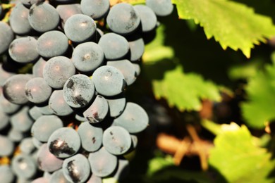 Photo of Ripe grapes growing in vineyard on sunny day, closeup. Space for text