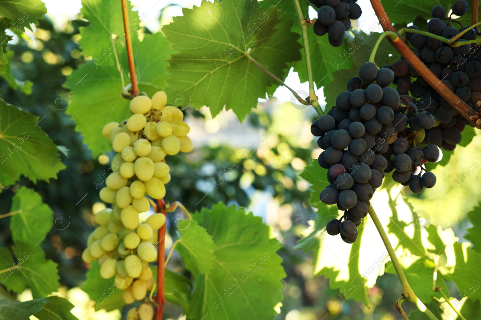 Photo of Different ripe grapes growing in vineyard outdoors