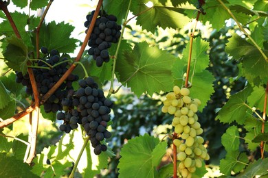 Photo of Different ripe grapes growing in vineyard outdoors