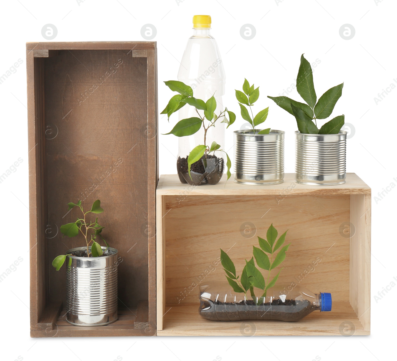 Photo of Recycling concept. Wooden crates with plants in bottles and cans isolated on white