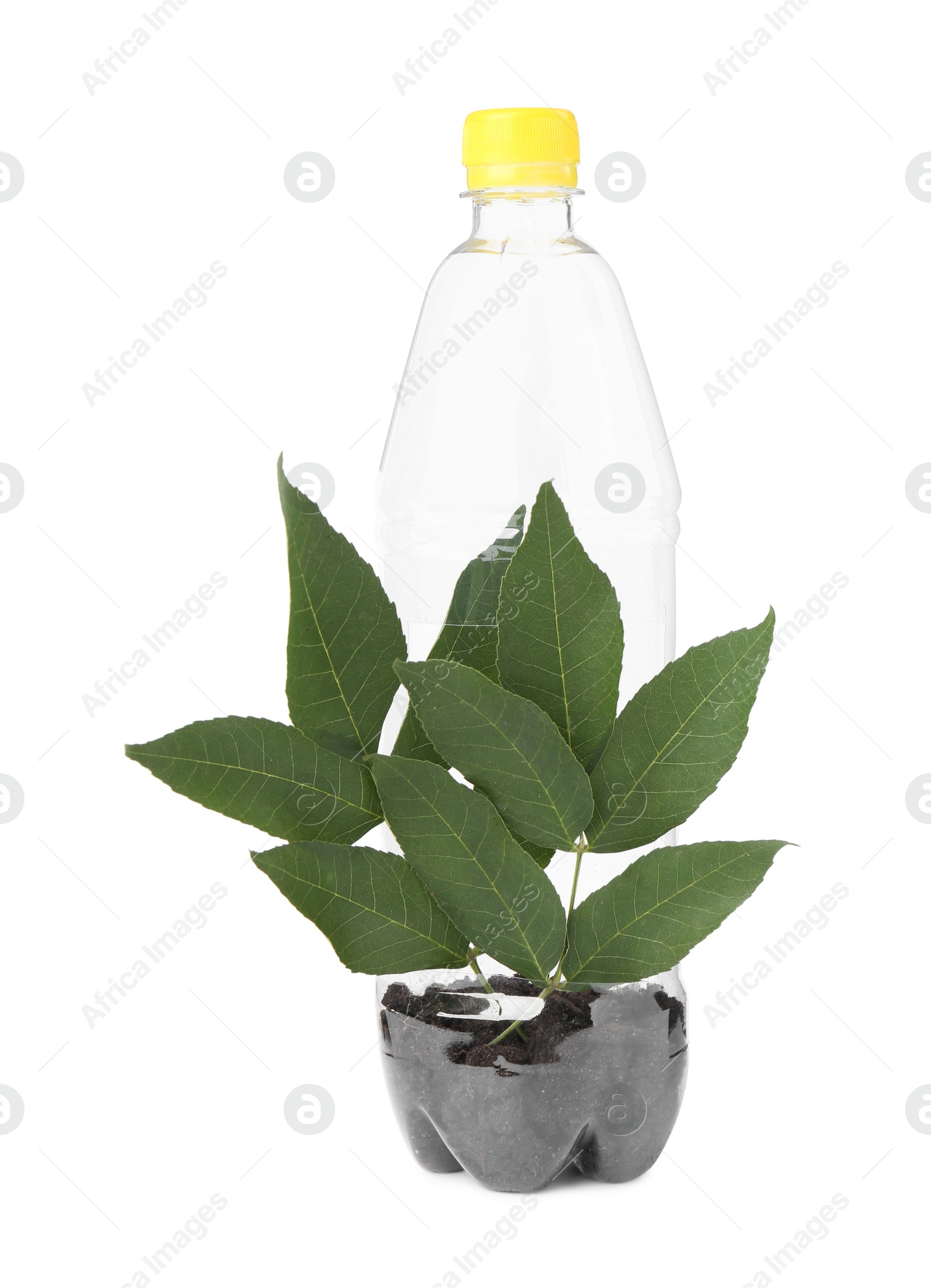 Photo of Recycling concept. Plastic bottle with plant isolated on white