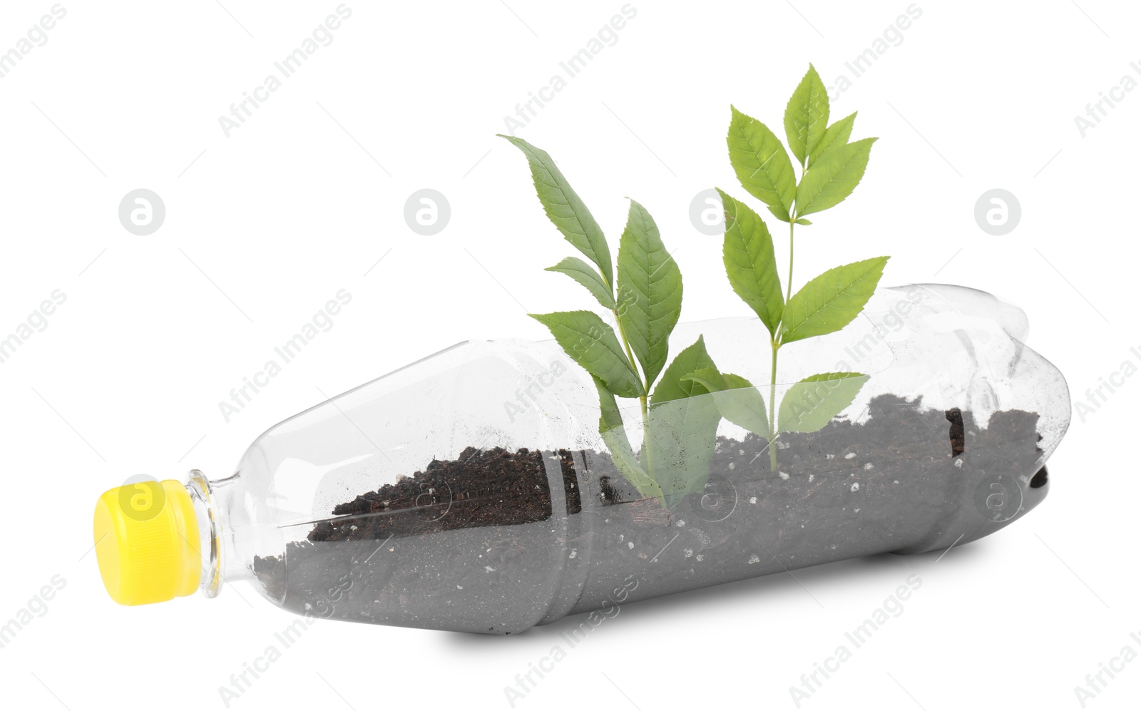 Photo of Recycling concept. Plastic bottle with plant isolated on white