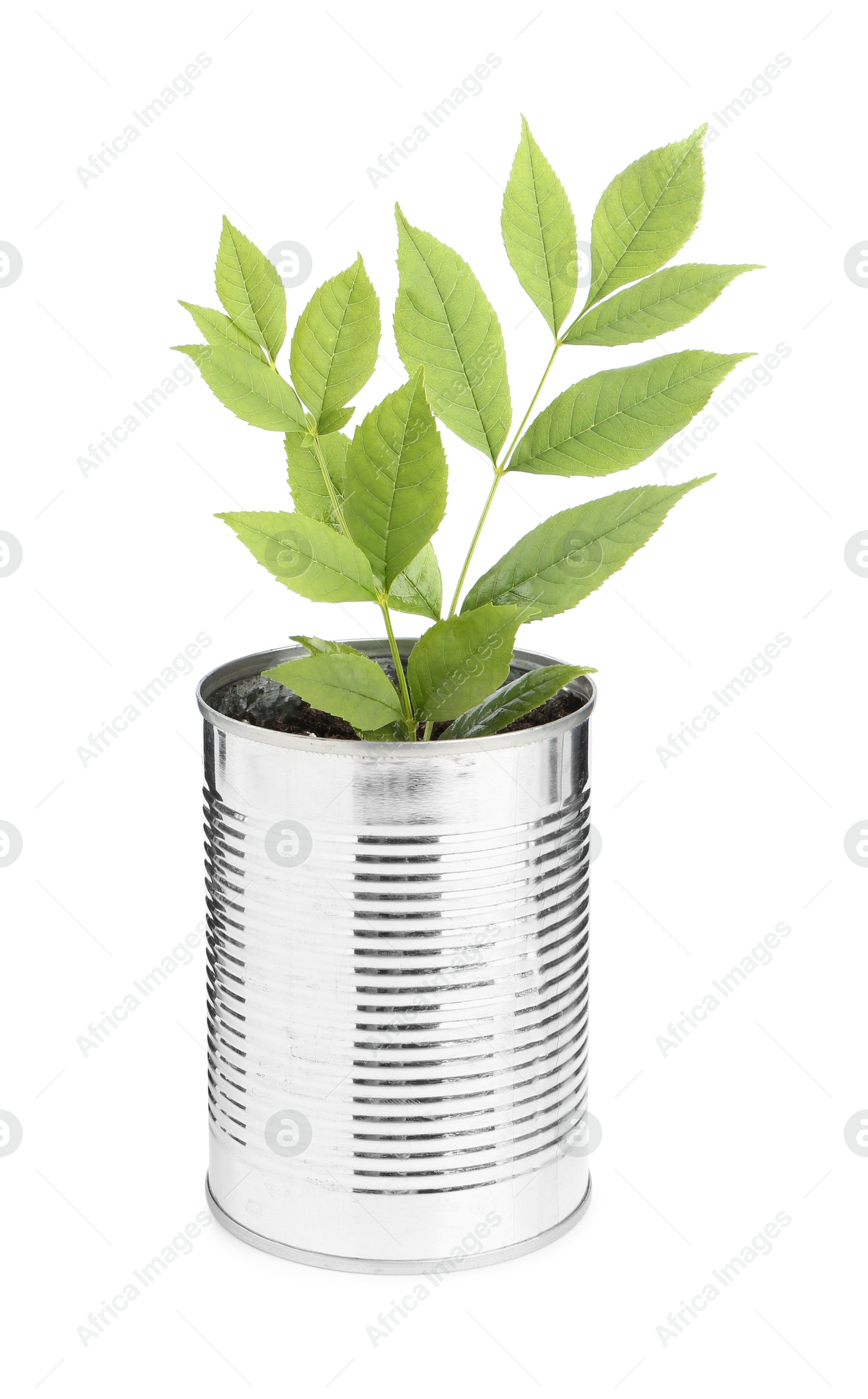 Photo of Recycling concept. Metal can with plant isolated on white