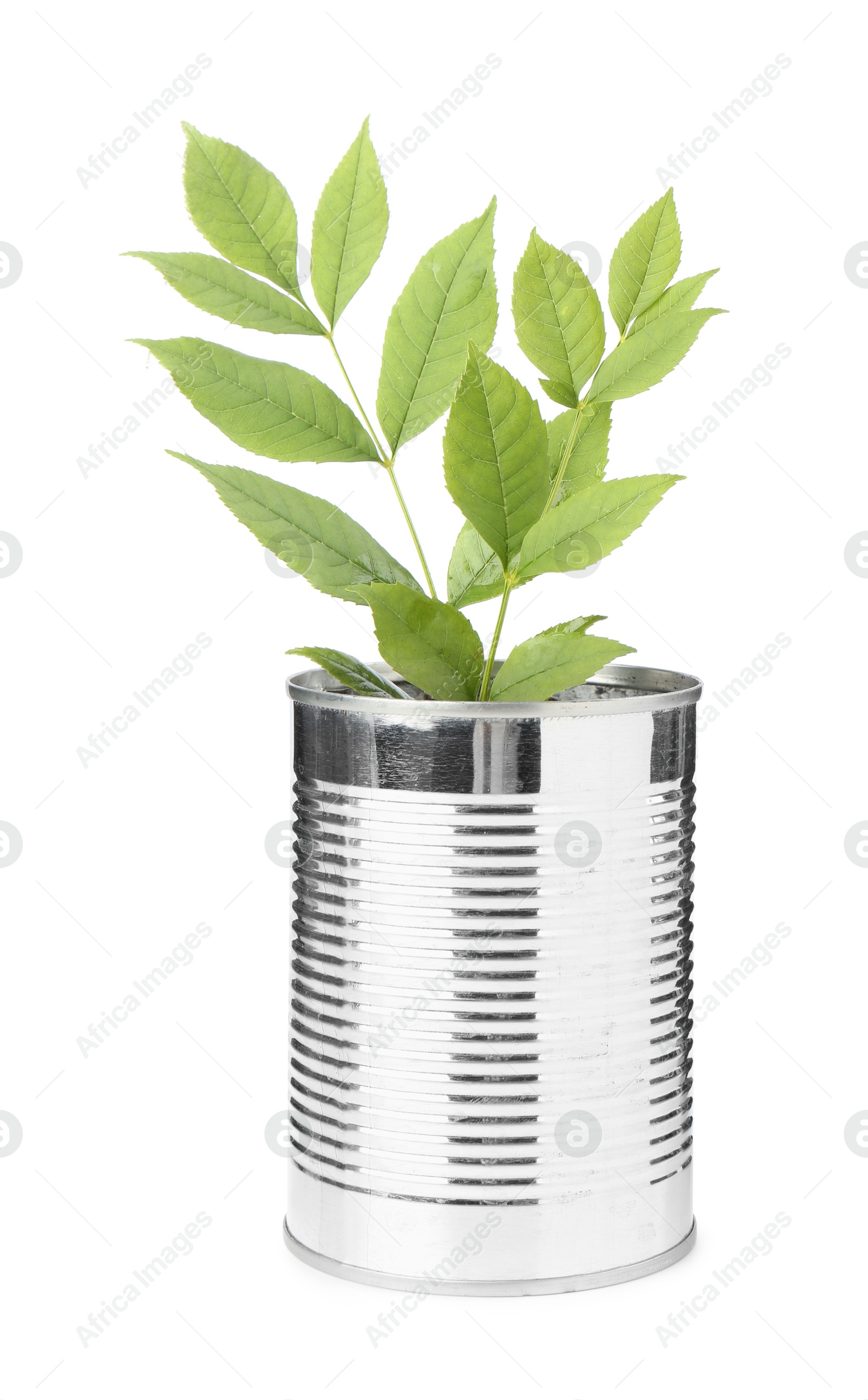 Photo of Recycling concept. Metal can with plant isolated on white