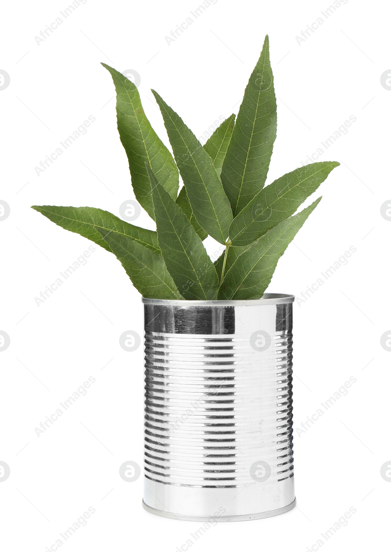 Photo of Recycling concept. Metal can with plant isolated on white